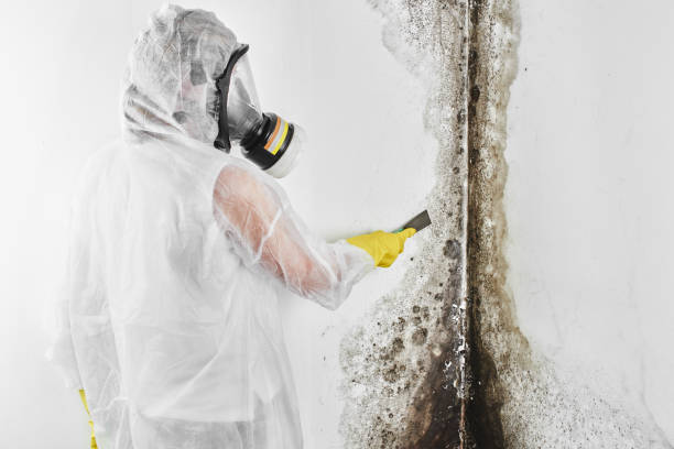 Professional Mold Removal in Versailles, IN