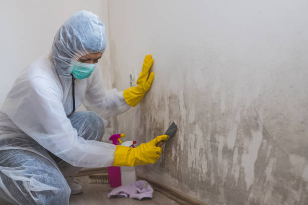 Home Mold Removal in Versailles, IN