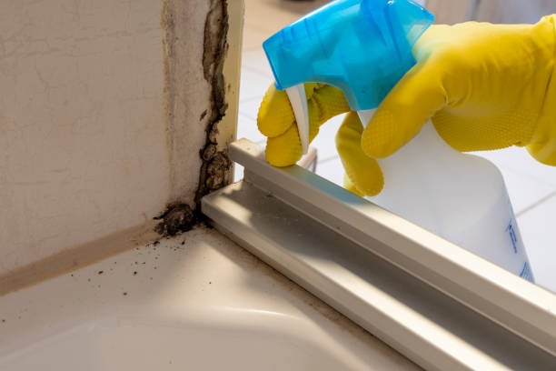 Best Mold Cleaning Services  in Versailles, IN