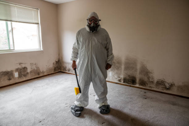 Best Office Mold Removal Services  in Versailles, IN