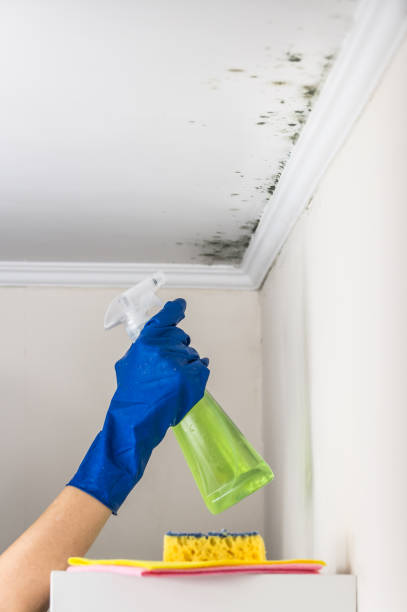 Best Affordable Mold Removal  in Versailles, IN