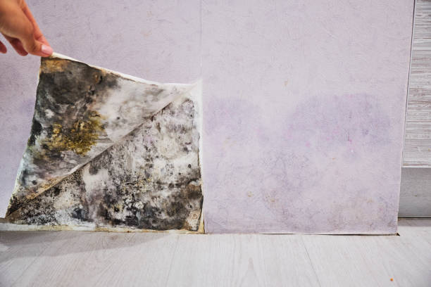 Best Mold Damage Repair  in Versailles, IN